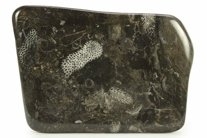 Polished Devonian Fossil Coral and Bryozoan Plate - Morocco #290354